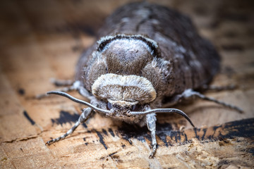 Great gray moth from near.