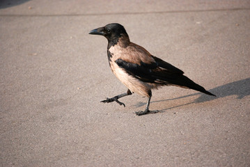Krähe
Eine Krähe beim Morgenspaziergang.
