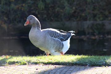 group greylag gooses (Anser anser)	