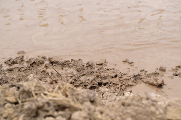 the land has only soil without rice, farmer prepares it for next agriculture period,Thai of agriculture, soft focus background