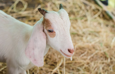 Obraz premium Cute young goat in farm