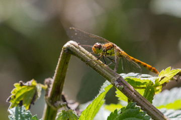 Female Common Darter Dragonfly in British Summer