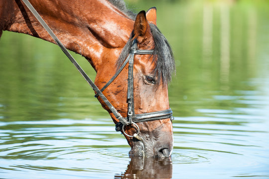 Portrait of chestnut horse drinking water in river