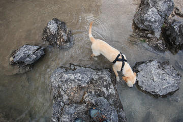 cucciolo di Golden Retriever che gioca nel lago