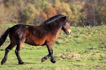 Naklejka na ściany i meble Wild exmoor ponies