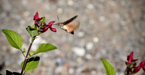 Montagne refuge ballade colibris et papilons course VTT paysages , refuge de montagne