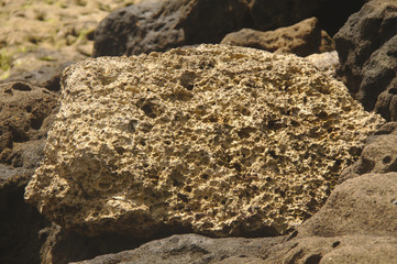 stone beach coral