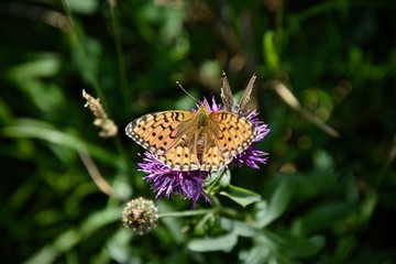 Montagne refuge ballade colibris et papilons course VTT paysages , refuge de montagne