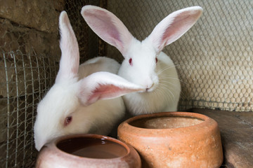 Naklejka premium White rabbits in the cage
