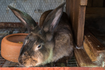 Naklejka premium Brown rabbit in the cage