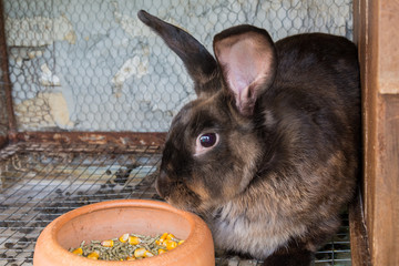 Naklejka premium Brown rabbit in the cage