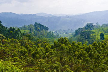 Obraz premium Scenic views of tea plantations in Sri Lanka