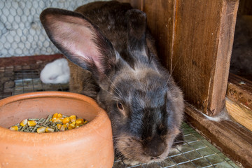 Naklejka premium Mother rabbit with newborn bunny