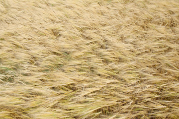 Barley crops texture. Barley field from the top view background.