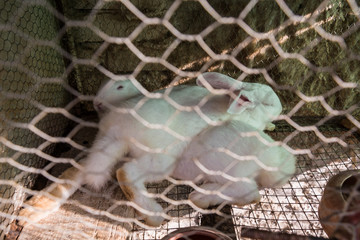 Obraz premium White rabbits in the cage