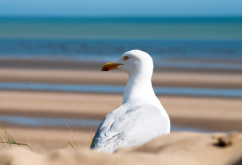 Fototapeta premium Seagull 