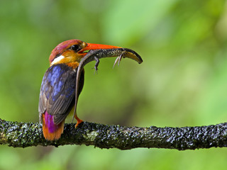 Oriental Dwarf Kingfisher - 168293366
