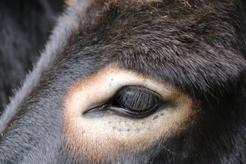 Âne, Asinus, Âne, Equus asinus asinus / L& 39 âne sauvage d& 39 Afrique est l& 39 ancêtre de l& 39 Equus asinus asinus.
