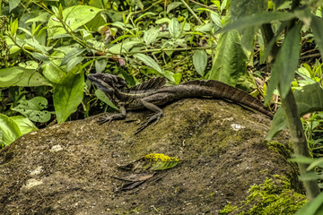 Panama Lizard