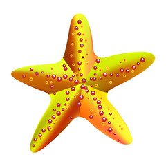 Vector illustration of a sea star on a transparent background