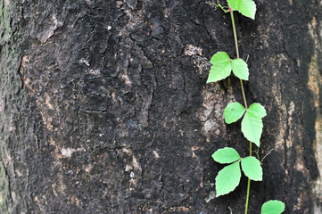 green creepers on the bark surface