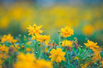 yellow cosmos flowers In the garden,soft focus