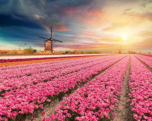 Landscape with tulips, traditional dutch windmills and houses near the canal in Zaanse Schans, Netherlands, Europe