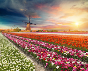 Landscape with tulips, traditional dutch windmills and houses near the canal in Zaanse Schans, Netherlands, Europe