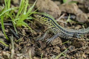 Panama Lizard