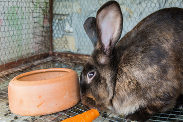 Naklejka premium Brown rabbit in the cage