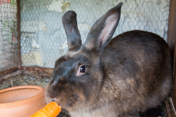Naklejka premium Brown rabbit in the cage