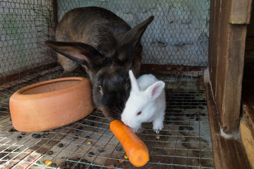 Naklejka premium Mother rabbit with newborn bunny