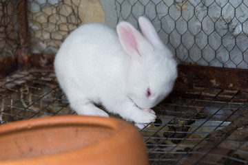 Naklejka premium White baby rabbit in the cage