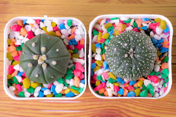 astrophytum asterias and astrophytum nudum In white pots and multi-colored stones-5.jpg