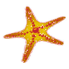 Vector illustration of a sea star on a transparent background