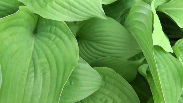 Fresh green leaves of hosta plant in the garden. HD video footage shooting with steadicam. Slow motion panorama of vibrant leafs close up.