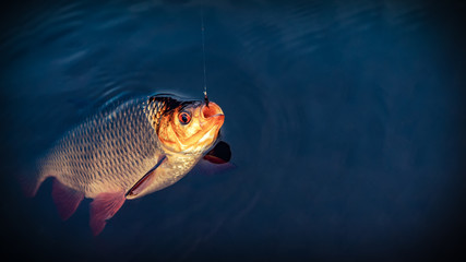 Rudd. The fish is caught in a tenkara.