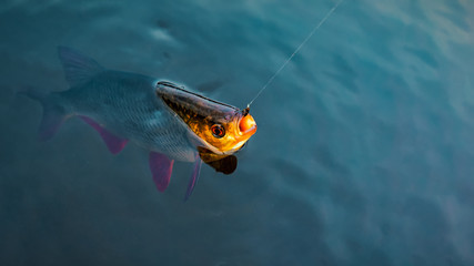 Rudd. The fish is caught in a tenkara.