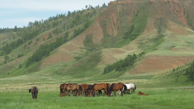 Domestic horses graze in a meadow.