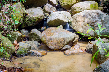 Bright jungle with river. Natural landscape