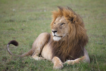 Plakat African lion (Panthera leo)