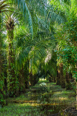 Palm oil plantation in Asia. Rural Thailand