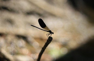 Dragonfly on the branch 