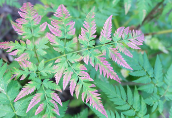 Fototapeta premium Fern leaves in the forest.