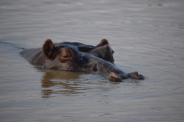 Fototapeta premium Sleeping Hippo, Santa Lucia, South Africa