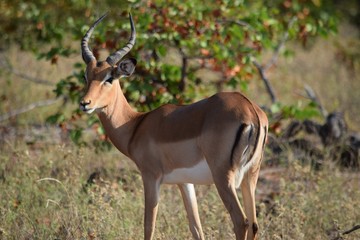 African Impala, Kruger National Park, South Africa