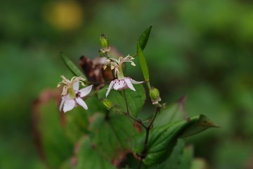 Tricyrtis macropoda