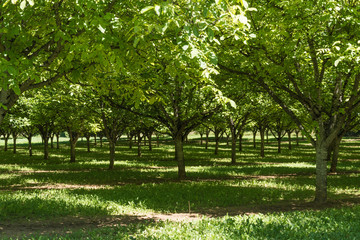 Serie Dordogne Frankrijk-walnoten plantage