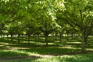 Foto op Canvas Serie Dordogne Frankrijk-walnoten plantage © Wil