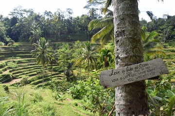 Fototapeta na wymiar Asian Rice Terrace, Tegalalang, Bali, Indonesia